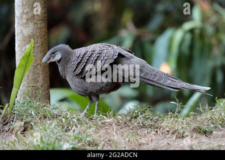 Peacock-Pheasant grigio (Polyplectron bicalcaratum), maschio, selvaggio, ma di fronte alla 'Hornbill Valley' pelli di uccelli, Yunnan occidentale, Cina 26 dicembre 2018 Foto Stock