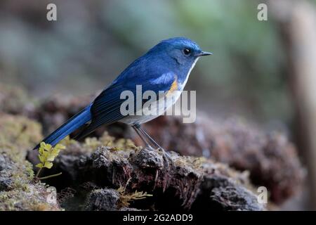 Himalayan Bluetail (Tarsiger rufilatus), maschio, vista laterale, in piedi su moncone albero mussoso, Jailigongshan, Yunnan occidentale, Cina 2 gennaio 2019 Foto Stock