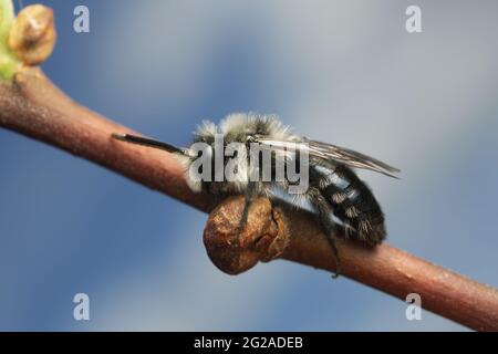Ashy miniera ape, Andrena cineraria poggiare su salix twig, questa ape è un importante pollinator Foto Stock