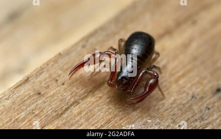 Closeup estremo di un falso scorpione, Pseudoscorpioni su legno, questi animali sono predatori su altri piccoli artropodi Foto Stock