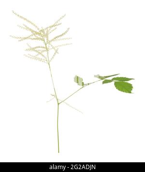 Barba di capra in fiore, Aruncus dioicus isolato su sfondo bianco, questa pianta attrae molti insetti diversi Foto Stock