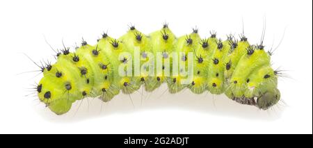 Piccola falena imperatore, Saturnia pavonia larva isolato su sfondo bianco, macro foto Foto Stock
