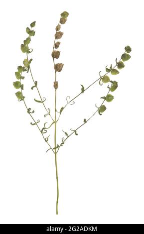 Sonaglino soffiato a foglie strette, Rhinanthus angustifolius isolato su sfondo bianco Foto Stock
