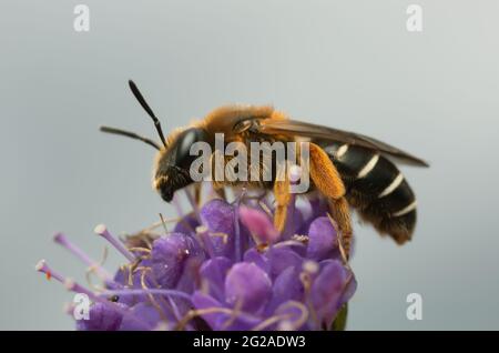Ape di solco con zampe arancioni, Halictus rubicundus su un po 'scabioso del diavolo, Succisa pratensis Foto Stock