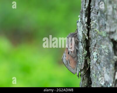 Lappetta di pino-albero, Dendrolimus pini falena su pino, questo insetto può causare danni sulle foreste di pino Foto Stock