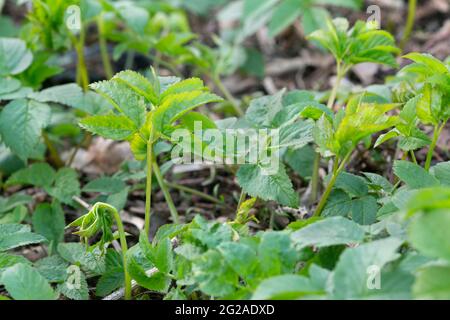 Giovane anziano di terra, piante di podagraria di Aegopodium Foto Stock