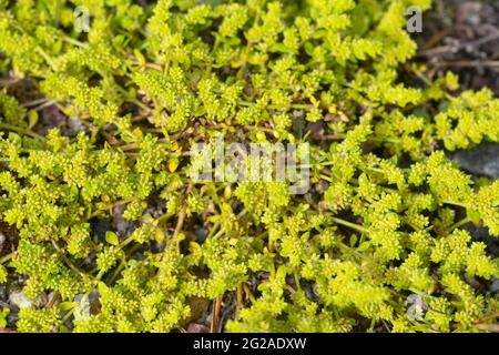 Rupturewort liscio, erniaria, glabra Foto Stock