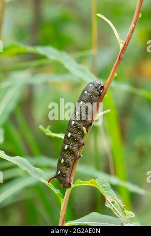 Falco-falco bedpaglia, Iles gallii larva su fireweed Foto Stock