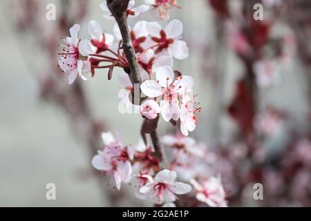 Delicati fiori di ciliegio sabbioso in fiore in primavera Foto Stock