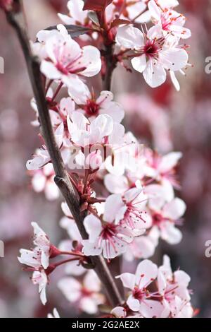 Verticale di fiori di ciliegio di sabbia che fioriscono in primavera Foto Stock