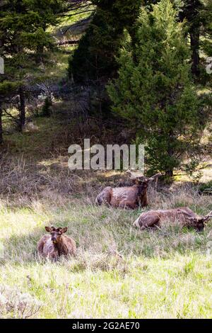 L'alce maschile si è abbaiata nel Parco Nazionale di Yellowstone, Wyoming in primavera, verticale Foto Stock