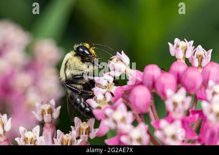 Closeup di Bumble Bee orientale comune su palude milkweed fiore selvatico. Concetto di insetto e conservazione della fauna selvatica, conservazione dell'habitat, e fieno di cortile Foto Stock