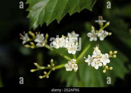 Closeup di fiori su un arbusto di viburnum Arrowwood Foto Stock
