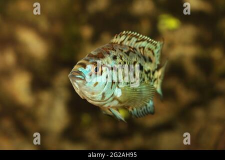 Elettrico blu jack dempsey cichlid Nandopsis Octofisciatum pesci acquario Foto Stock