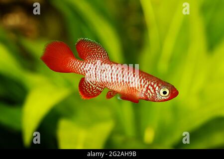 Kisaki Killifish Nothobranchius flammicomantis Killi acquario pesce Foto Stock