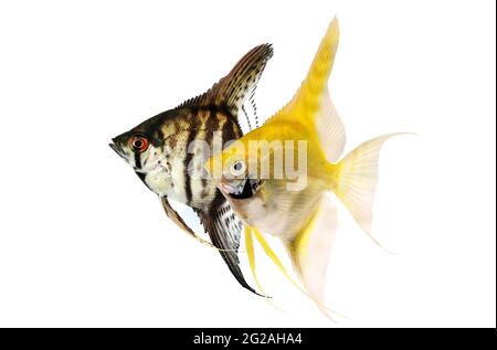 zebra angelfish pterophyllum scalare pesci acquario isolato su bianco Foto Stock