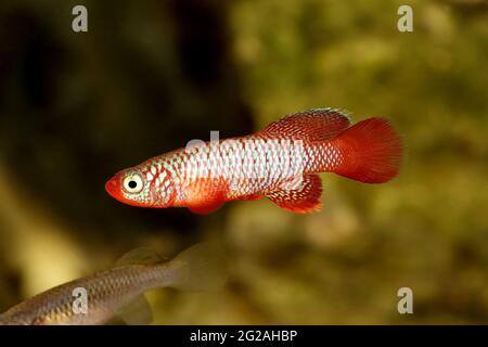 Kisaki Killifish Nothobranchius flammicomantis Killi acquario pesce Foto Stock