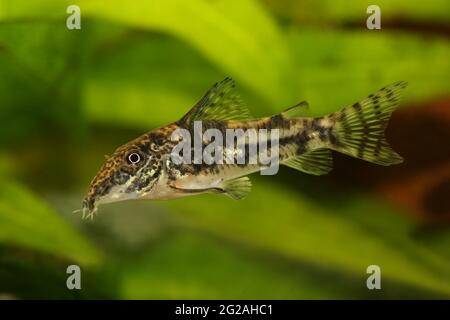 Pesce gatto corydoras o baccato pesce gatto Acquario pesce Corydoras barbatus Foto Stock