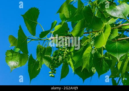 Foglie nuove di un albero di Cottonwood Plains (deltoidi di Populus o sargentil) che mostra i bacini di semi di catkins, Castle Rock Colorado USA. Foto scattata nel mese di giugno. Foto Stock