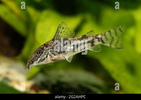 Pesce gatto corydoras o baccato pesce gatto Acquario pesce Corydoras barbatus Foto Stock