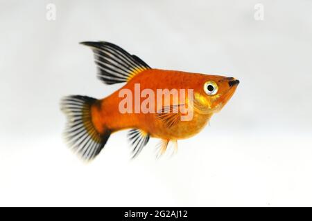 Pinna alta Rosso Wag Platy Xiphophorus maculatus Topolino Platy pesci acquario Foto Stock