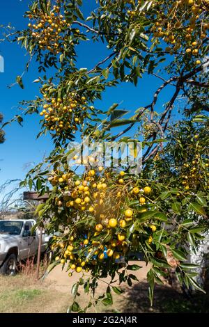 Semi di cedro bianco (Melia azedarach). Foto Stock