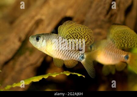 Drappo alettato fienile Acquario Pesci Oreichthys crenuchoides neon fienile Foto Stock