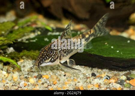 Pesce gatto corydoras o baccato pesce gatto Acquario pesce Corydoras barbatus Foto Stock