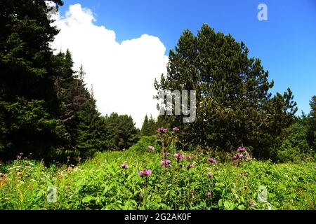 Escursioni sulla montagna Vitosha vicino Sofia, Bulgaria. Foto Stock