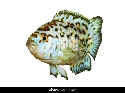 Elettrico blu jack dempsey cichlid Nandopsis Octofisciatum pesci acquario Foto Stock
