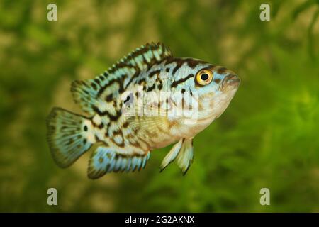 Elettrico blu jack dempsey cichlid Nandopsis Octofisciatum pesci acquario Foto Stock