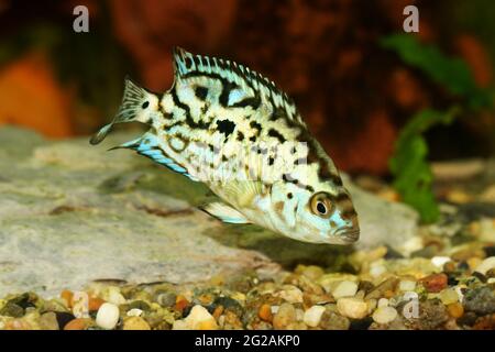 Elettrico blu jack dempsey cichlid Nandopsis Octofisciatum pesci acquario Foto Stock