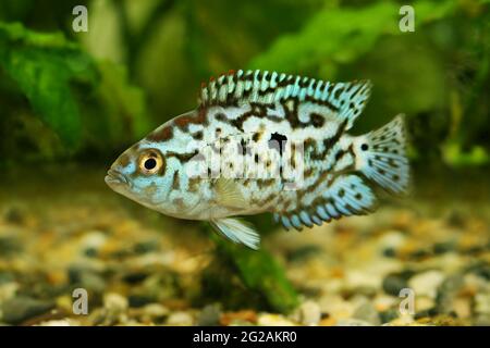 Elettrico blu jack dempsey cichlid Nandopsis Octofisciatum pesci acquario Foto Stock