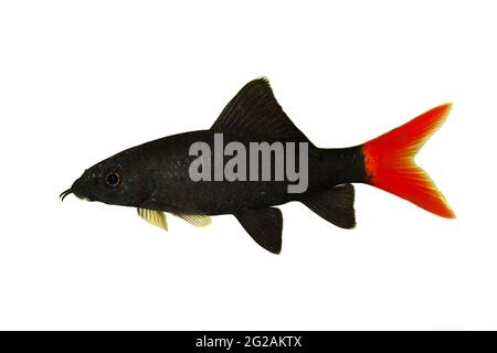 Red Fire Tail Shark Catfish Epalzeorhynchos bicolore acquario pesce isolato Foto Stock