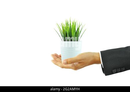 Mano che tiene piccolo vaso di fiori con erba verde Foto Stock