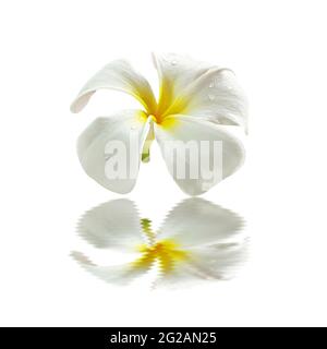 Bel fiore di Frangipani con riflessi sul pavimento Foto Stock