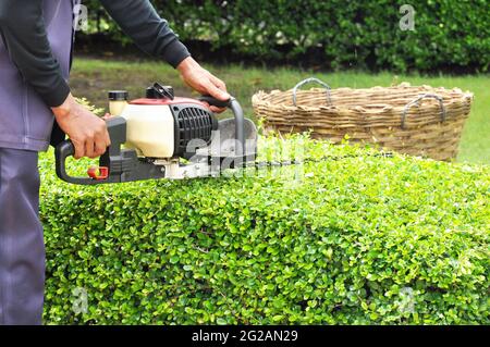 Una tagliasiepi da uomo con rifinitrice Foto Stock