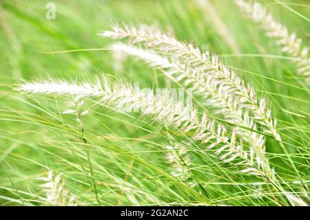 Primo piano di erba fontana nel campo Foto Stock