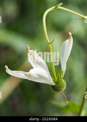 Un fiore di margherite bianco appeso a testa in giù, senza alcuni petali e cominciando a marroni, ancora belli, con foglie verdi sfocate Foto Stock