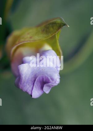 Macro fotografia di un mauve Blue Sky Flower gemma con i suoi petali avvolti in una spirale che sporge dalle bratte verdi, sfondo verde sfocato Foto Stock