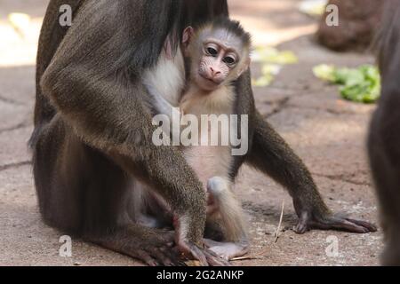 Dresda, Germania. 8 giugno 2021. Mandrill prole Dajan nato allo Zoo di Dresda il 16 maggio 2021 Credit: Tino Plunert/dpa-Zentralbild/ZB/dpa/Alamy Live News Foto Stock