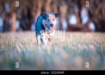 Lavoro cane di bestiame in Australia rurale. Foto Stock