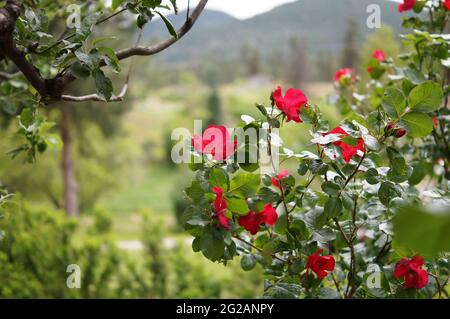 Roseto in una giornata di sole, roseto affondato su un giardino di montagna, immagine romantica. Foto Stock