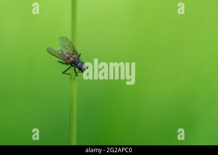 Primo piano di una mosca appollaiata su un trefolo di erba. Isolato su sfondo verde sfocato Foto Stock