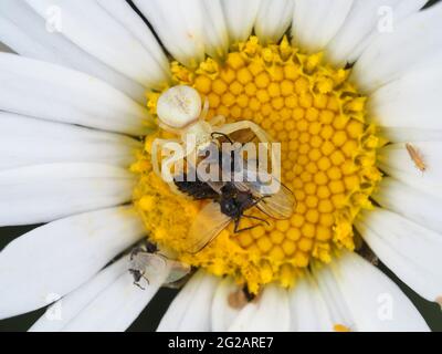 Ragno di granchio piccolo (probabilmente maschio Misumena vatia) con un sacco di preda - macro fotografia Foto Stock