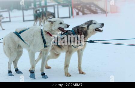 Sled utilizzato su niente uomo ghiacciaio per cane sledders Foto Stock