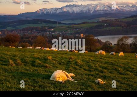 Sheepdog dormendo in un pascolo di montagna al tramonto Foto Stock