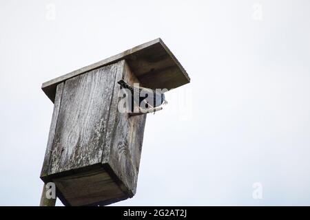 Una stella si siede su un persico vicino ad una casa di uccello con un insetto nel relativo becco. Sullo sfondo del cielo grigio. Fotografia naturale con uccelli selvatici. Bellezza in natura. Caldo giorno di primavera Foto Stock