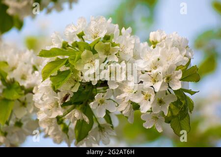 Fiori bianchi su un ramo di un ciliegio crescono densamente e magnificamente. È presente spazio per la copia. Bellezza in natura, piante in fiore in primavera o in estate. Sfocatura dello sfondo. Foto Stock