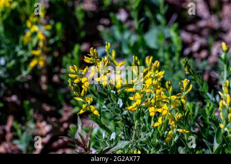 Cespuglio genista tinctoria che cresce nella foresta Foto Stock